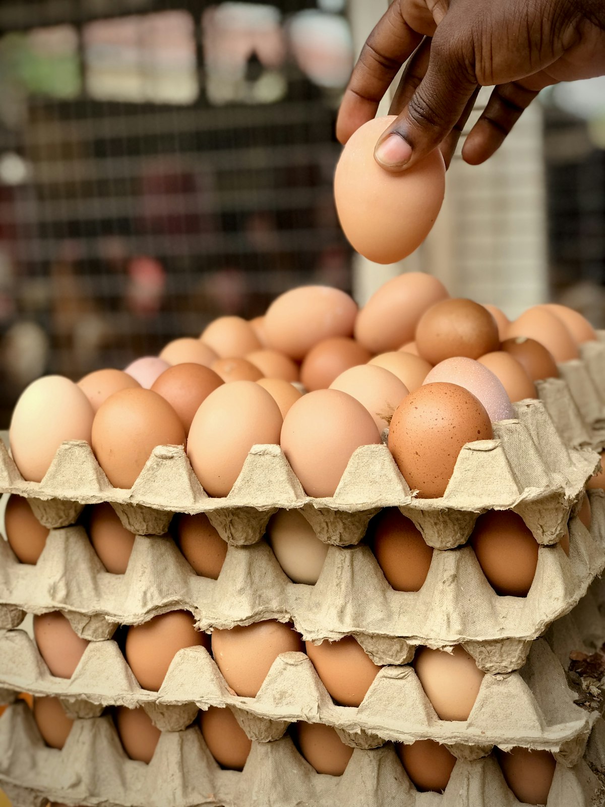 Molded Pulp Egg Carton, 12-count
