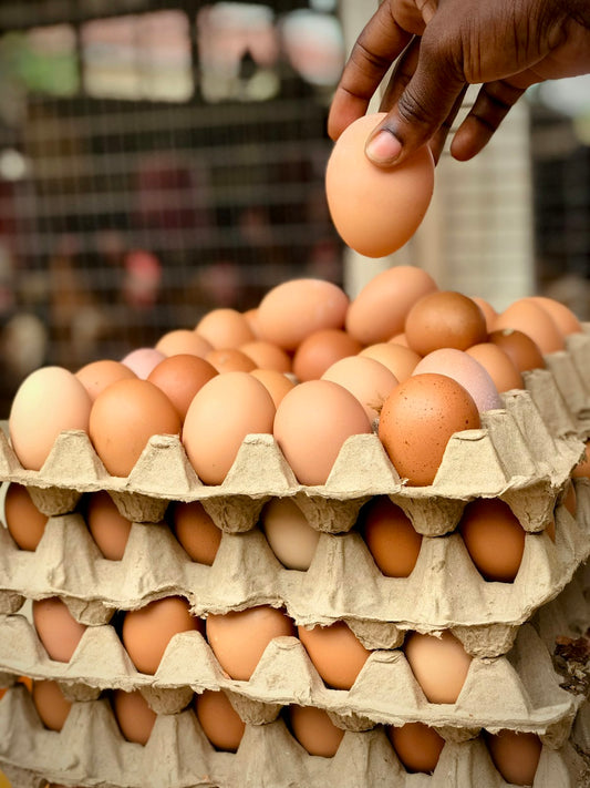 Molded Pulp Egg Carton, 12-count